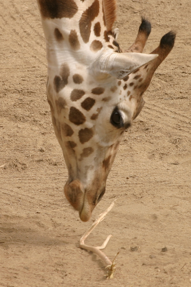 Giraffe004-Crop