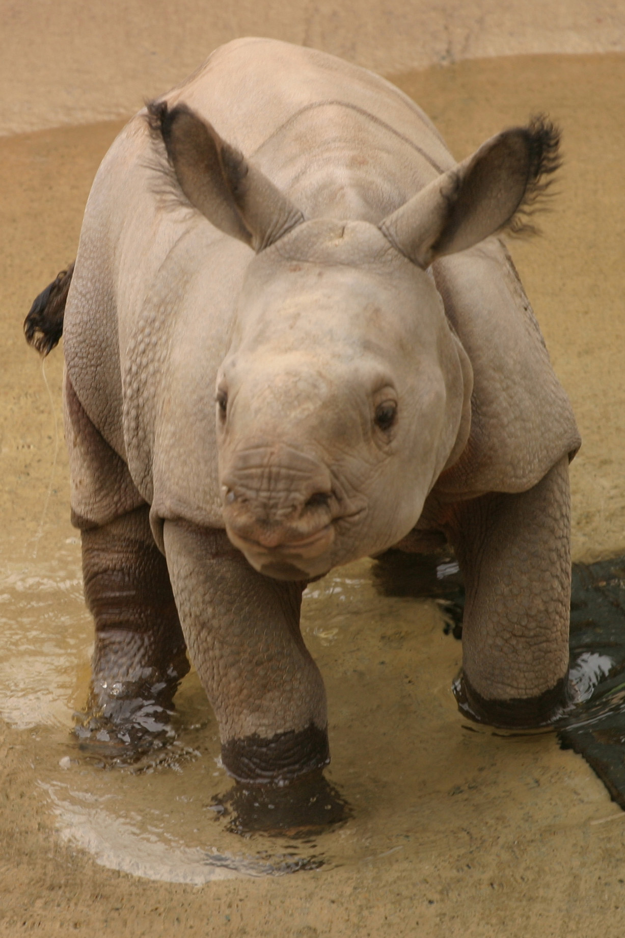 Rhino002-Crop