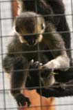 Monkey001-Crop