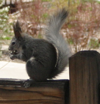 This is an Albert Squirrel. Albert was an old man who had big ears, with copious amouts of hair growing out of it. Although others noticed, it was his grandkids who first verbalized the similarity - and the parents didn't shush them quite as quick as they might have.