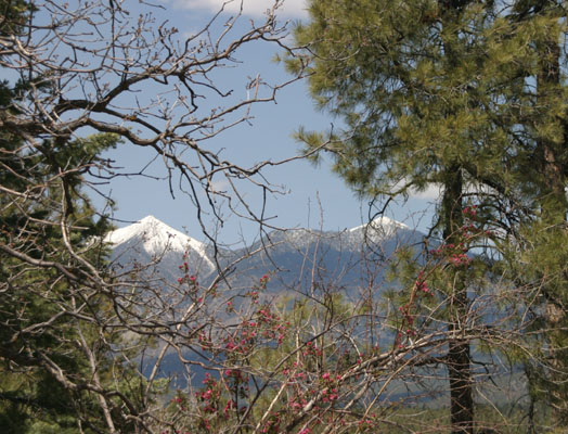 San Francisco Mtns - Mt Humphreys