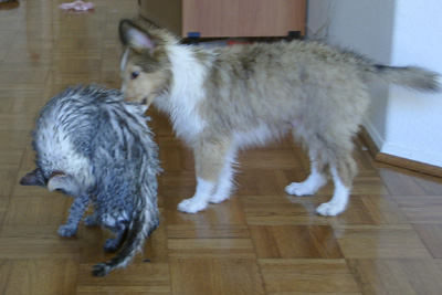 Animals after a Bath, Feb 25