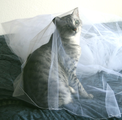 Caira and the wedding veil