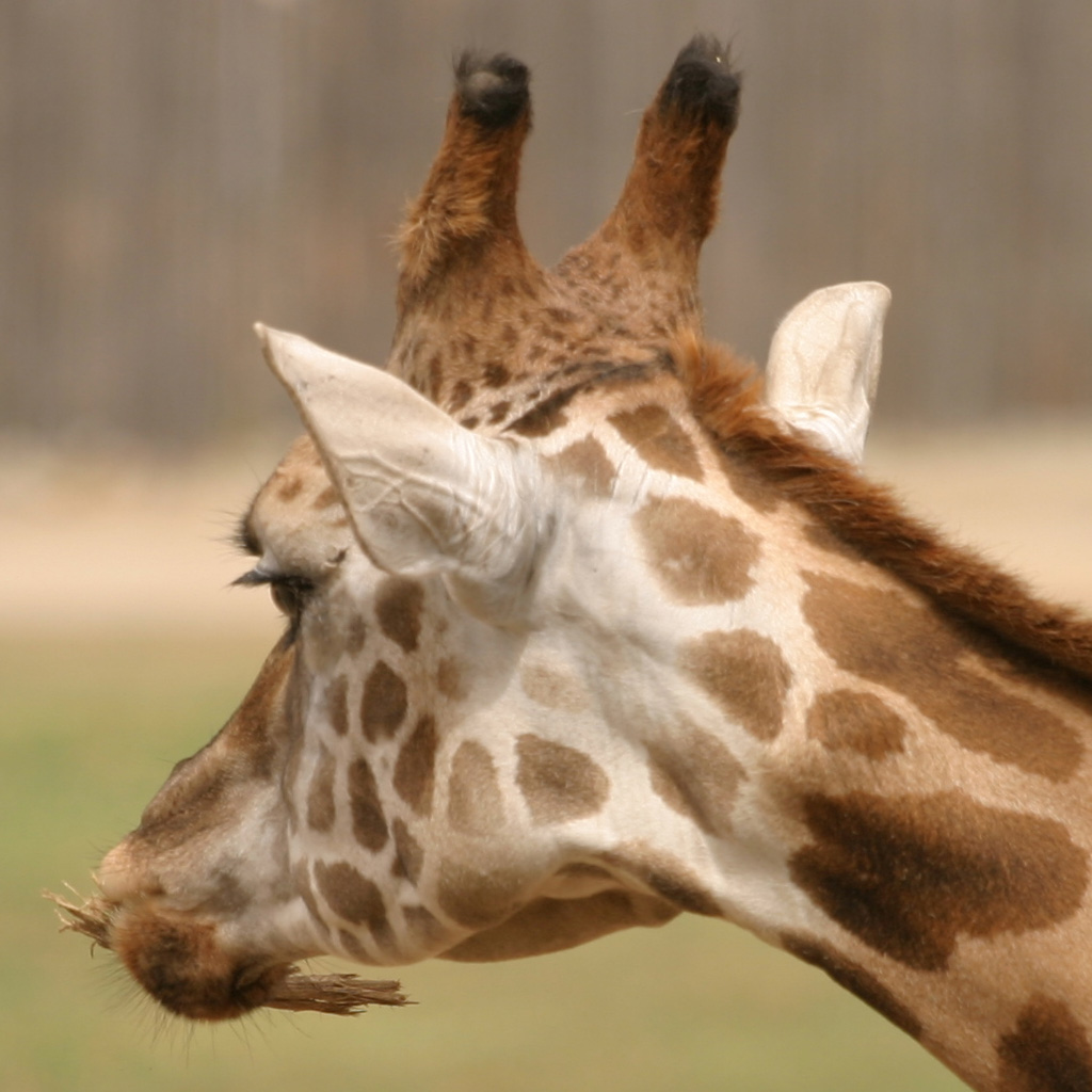 Giraffe001-Crop