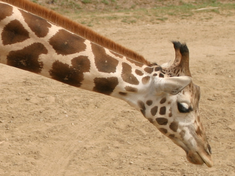 Giraffe003-Crop