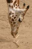 Giraffe004-Crop