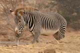 Zebra002-Crop