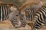 Zebra003-Crop